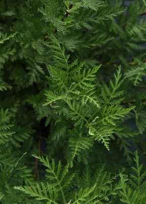 Artemisia gmelinii SunFern Olympia.