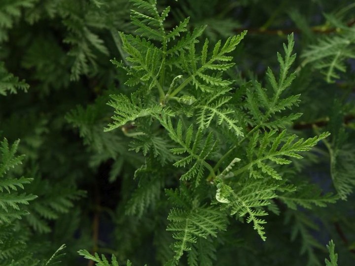  Artemisia gmelinii SunFern Olympia.