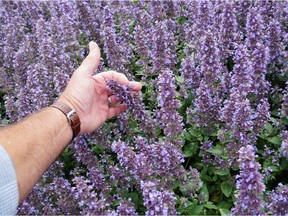 Nepeta Whispurr Blue.