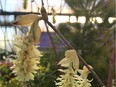 Corylopsis pauciflora (buttercup winter hazel).