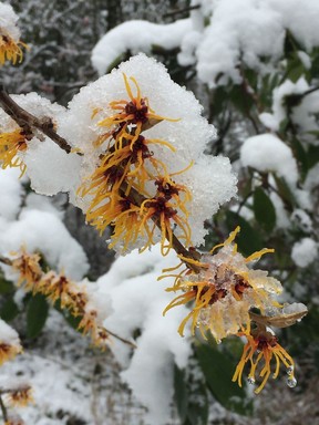 Hamamelis (Chinese witch-hazel).