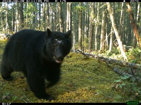 New research from the University of B.C. has found that there is more mammal biodiversity in protected wildlife areas.