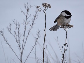 A black-capped chickadee sits on a plant at Iona Beach Regional Park in Richmond in a recent photo.