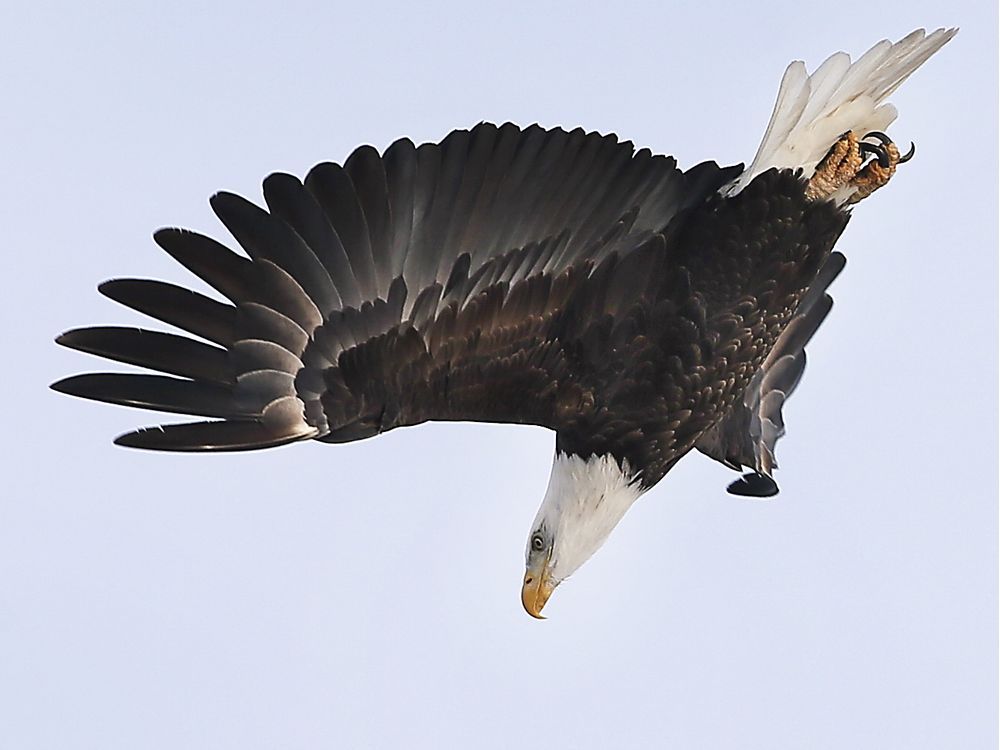 A bald eagle dives towards the Detroit River on January 4, 2022.