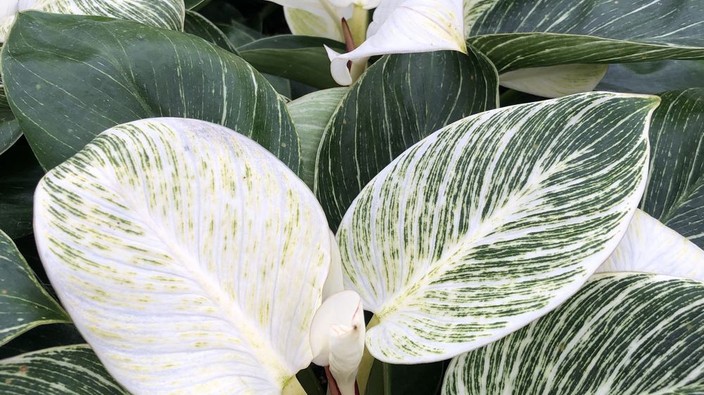 Gardening: Tropical houseplants to light up dark, winter interiors