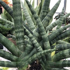 The Sansevieria cylindrica series are hot new varieties, with round stems and coming in various thicknesses and heights. (Photo: Minter Country Garden)