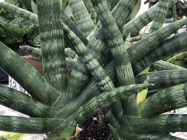  The Sansevieria cylindrica series are hot new varieties, with round stems and coming in various thicknesses and heights. (Photo: Minter Country Garden)