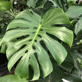 Monstera deliciosa (the split leaf philodendron) is one of the oldest and most well known variety of Philodendrons, with thick, broad, dark green leaves that tolerate both low light and lower humidity. (Photo: Minter Country Garden)