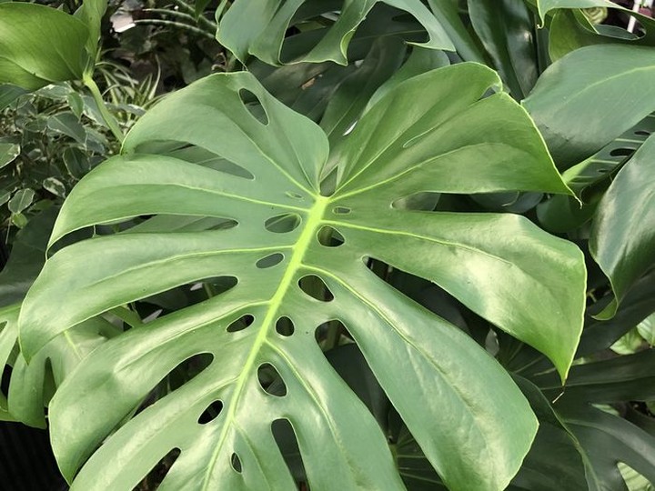  Monstera deliciosa (the split leaf philodendron) is one of the oldest and most well known variety of Philodendrons, with thick, broad, dark green leaves that tolerate both low light and lower humidity. (Photo: Minter Country Garden)