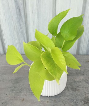 Pothos ‘Neon’ is one of the most vibrant, easy-to-grow indoor plants. (Photo: Minter Country Garden)
