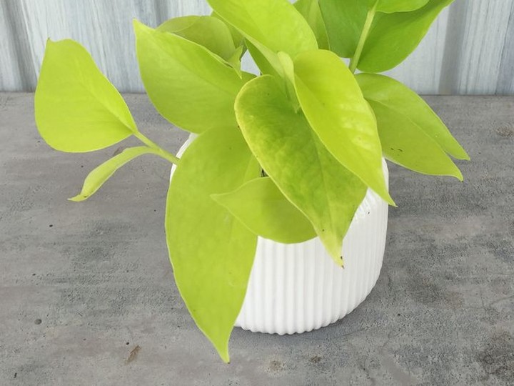  Pothos ‘Neon’ is one of the most vibrant, easy-to-grow indoor plants. (Photo: Minter Country Garden)