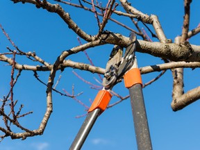 Choose the right type and correct size of pruning tools to get the job done.