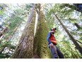 Sitka spruce trees, averaging 80 metres tall and ranging in age from 220 years to 500 years old, in Carmanah Walbran Provincial Park on Vancouver Island.