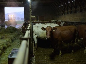 Cows on a dairy farm in Alberta.