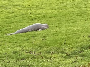 A seal found its way to Gorge Vale Golf Club Sunday.