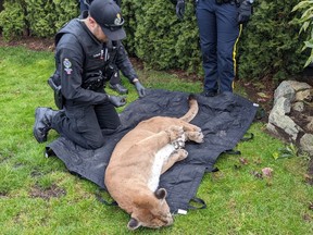 RCMP and conservation officers work to tranquilize and restrain a cougar which was found in the backyard of a home in Maple Ridge on Feb. 13.