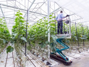 Generic photo of an indoor farming operation.