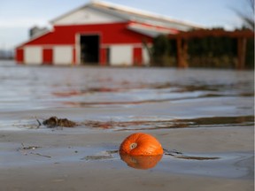 With colder-than-normal conditions this spring contributing to delayed snowmelt, the risk of spring flooding remains high in many parts of the province. A pumpkin floats in floodwaters near a farm on Nov. 21, 2021 in Abbotsford, British Columbia.