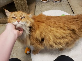 Ralph the cat is on his way back to his owner in northern Ontario after getting lost in Kamloops back in March 2018.