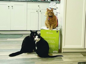 George (the ginger cat on top), Max, centre, and Lando, left, stand guard around a Vitamix box that has become the centre of a battle of the wills between them and the humans they share their Victoria apartment with.
