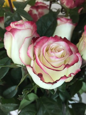Elegant roses are the number one gift on Valentine’s Day.