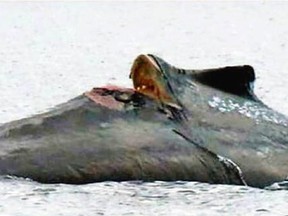 A humpback whale calf nicknamed Hope, photographed Sept. 5, 2021, near Hornby Island, not long after she suffered this injury from a boat propeller.