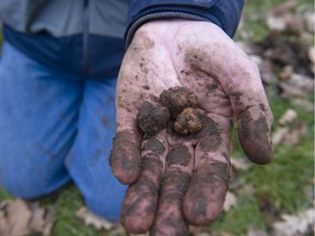 Trevor Mlinaritsch holds some truffles he dug out of his family's Langley property on Feb. 2, 2022.