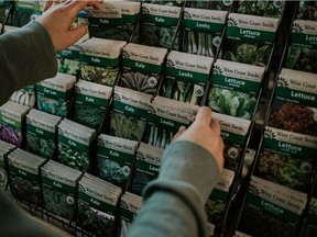Most garden stores offer an amazing array of seeds.