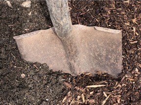 Working in fir or hemlock bark mulch is a quick way to open up heavy clay soil.