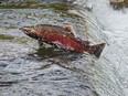 Chum Salmon going up stream in Qualicum, British Columbia