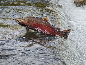 Chum-Lachs, der in Qualicum, British Columbia, flussaufwärts geht