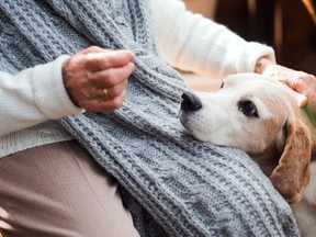 New research from the University of Michigan has found that long-time pet owners in their mid-60s had higher cognitive scores than people of the same age group without pets.