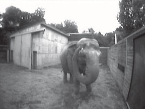Image from video provided by National Academy of Sciences of 34-year-old female Asian elephant Happy touching the mark on her head. That is how Happy, born in the Bronx Zoo in New York showed researchers that pachyderms can recognize themselves in a mirror — a highly complex behavior previously known in only a few other species.