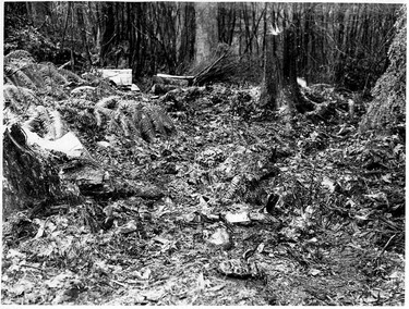 Handout photo of  Babes in the Woods crime scene.