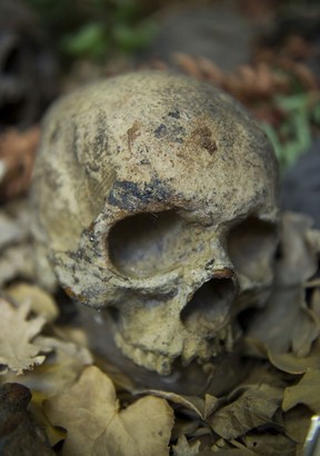 Ein Abguss eines Schädels aus dem Geheimnis der Babes in the Woods, den skelettierten Überresten zweier kleiner Jungen, die 1953 im Stanley Park gefunden wurden, wird im Vancouver Police Museum nachgebildet.
