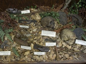 Das Mysterium der Babes in the Woods, die skelettierten Überreste zweier kleiner Jungen, die 1953 im Stanley Park gefunden wurden, wird im Vancouver Police Museum nachgestellt.