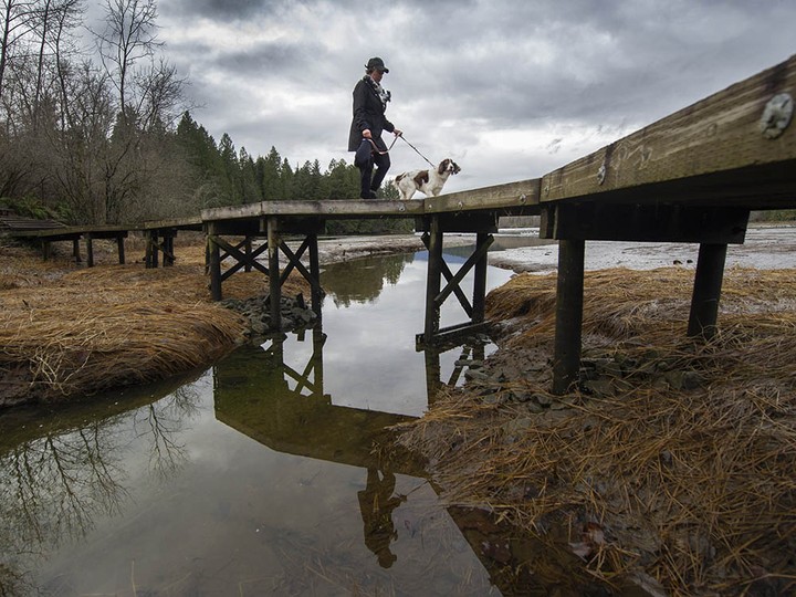  A dog walker on Shoreline Trail at Rocky Point Park in Port Moody in a file photo.