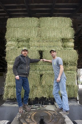 Brothers John and Jason Vanderveen are the owners of Vanderveen Hay Sales in Langley.