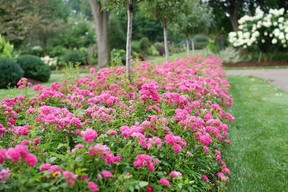 Rosa Oso Easy Peasy. Photo: Spring Meadow Nursery.