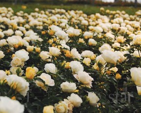 Star Roses Popcorn Drift. Photo: Star Roses and Plants.