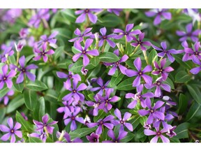 Catharanthus Soiree Kawaii Blueberry Kiss.