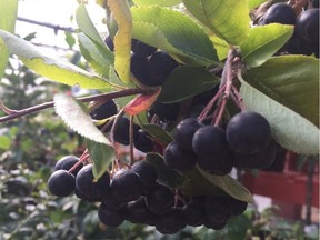 The blackberries of aronia have been called 'super-fruits'.