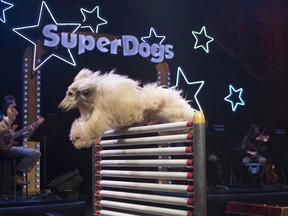 SuperDogs should come with capes.