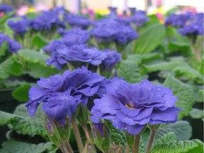 The stunning, fully double-blue flowers of Belarina Blue primulas are some of the hardiest primulas.