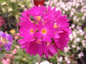 Drumstick primulas are an old-fashioned variety with long stems topped by vibrant balls of long-lasting  colour.