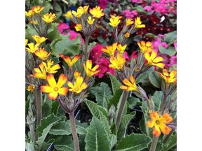 Picotee Wanda: Colourful, early blooming primulas are a much-loved perennial in spring gardens.