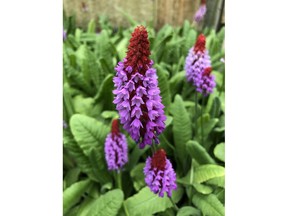 Vialii: Red Hot Poker is a very unique novelty primula.