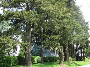 File photo of a row of historic trees along Old McLellan Road in Surrey. The city is reminding residents that trees on public property should not be cut or pruned.