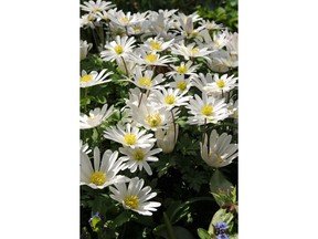 Anemone blanda ‘White Splendour’ is an excellent minor bulb that lights up any spring garden.