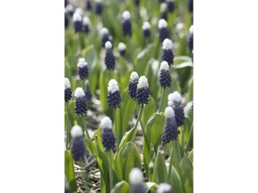 Muscari Grape Ice, with its snowy white cap, is a very unique minor bulb.